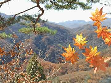 岐山县市场监督管理局人事任命动态更新