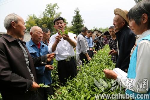 建始高坪镇蓬勃发展，最新新闻与镇貌新面貌