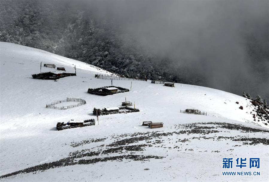 塘巴雪村最新新闻速递