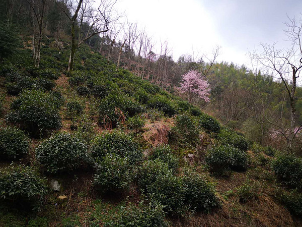 茶林场最新天气预报通知