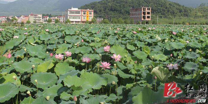 严塘镇最新项目，引领地方发展的璀璨明珠